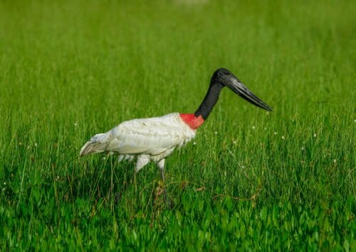 Jabiru